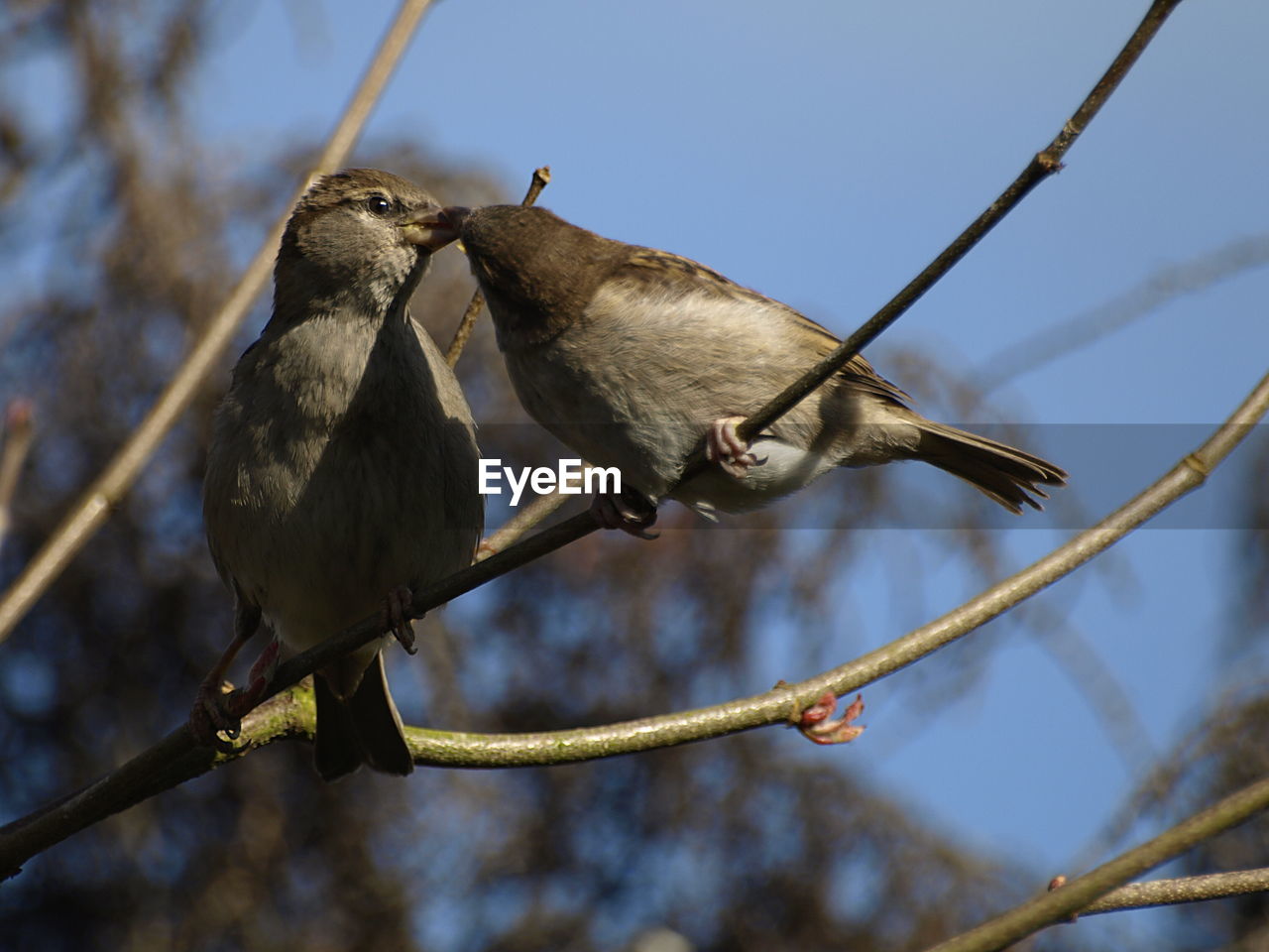 A female of house sparrow feeding a fledgling