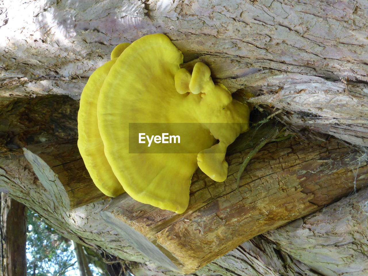 CLOSE-UP OF YELLOW LEAVES