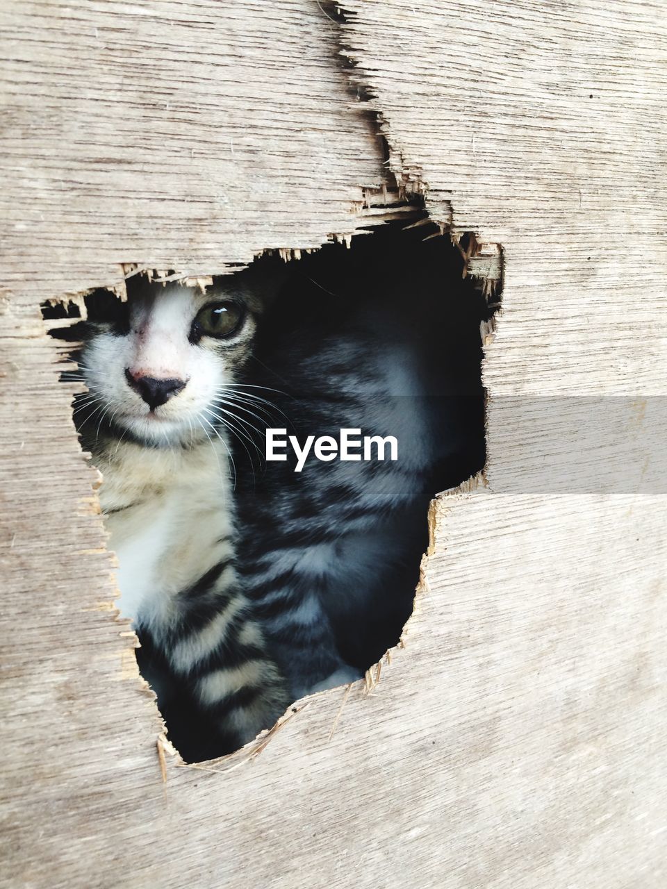 Portrait of cat in broken wood