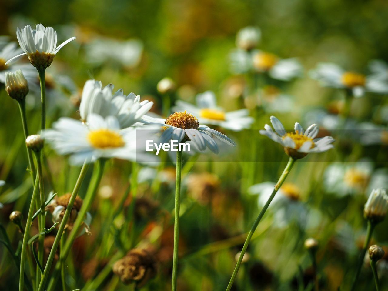 Close-up of white cosmos flowers blooming outdoors