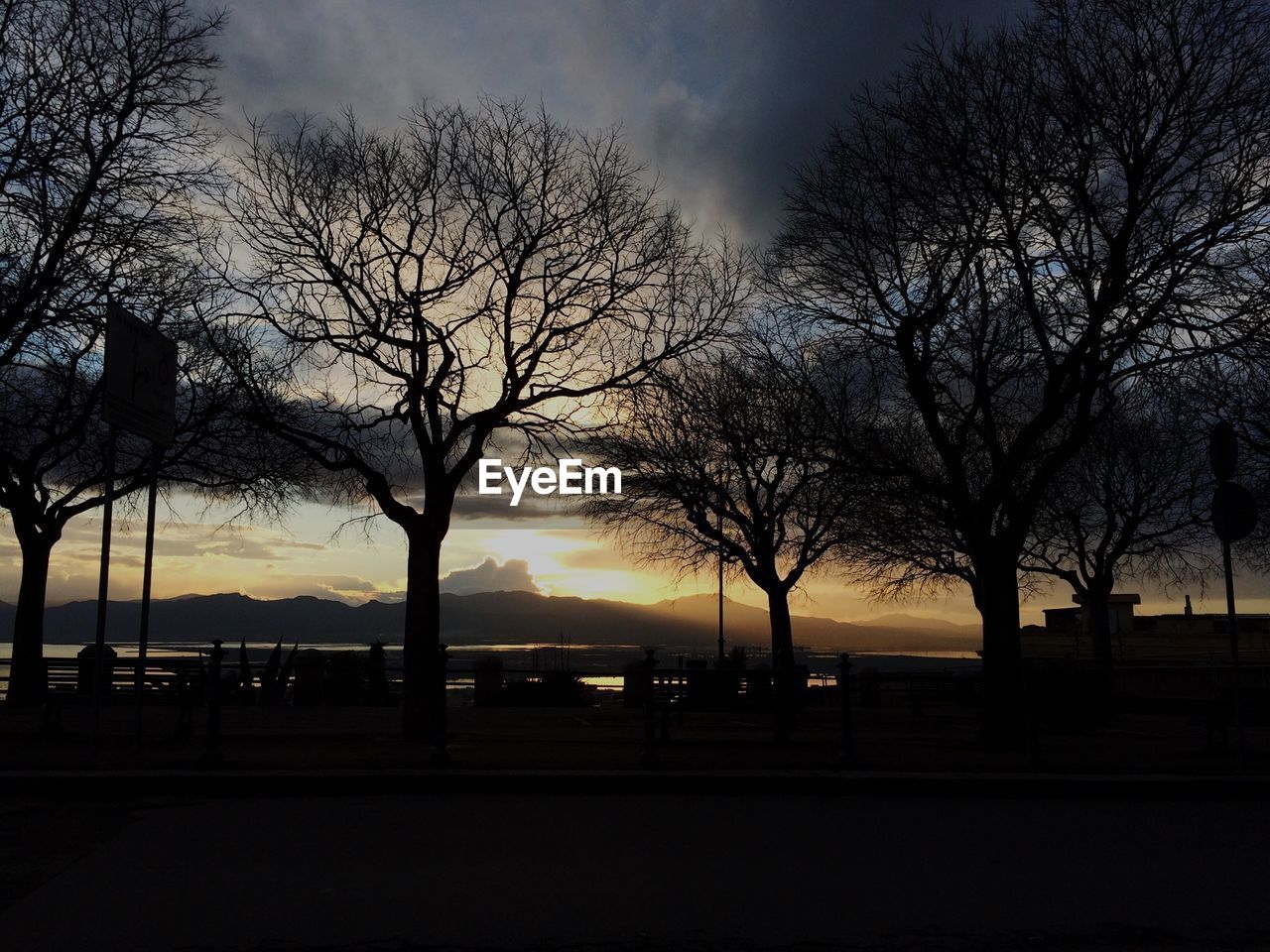 SILHOUETTE OF TREES AT SUNSET