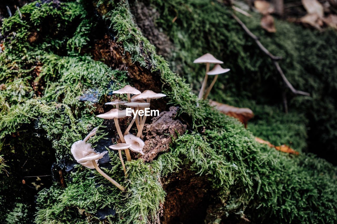 CLOSE-UP OF MUSHROOM GROWING ON PLANT