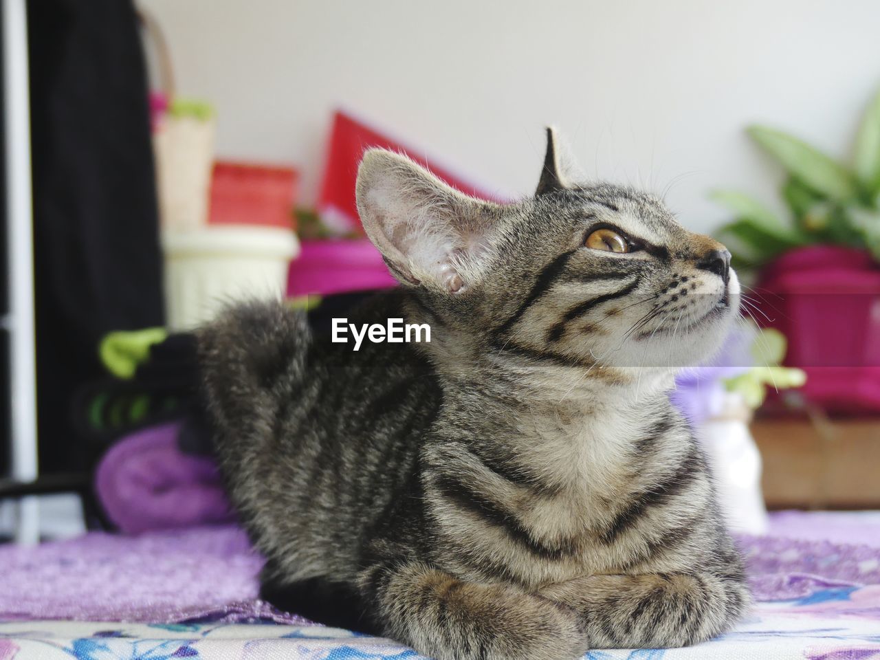 Close-up of a cat looking away