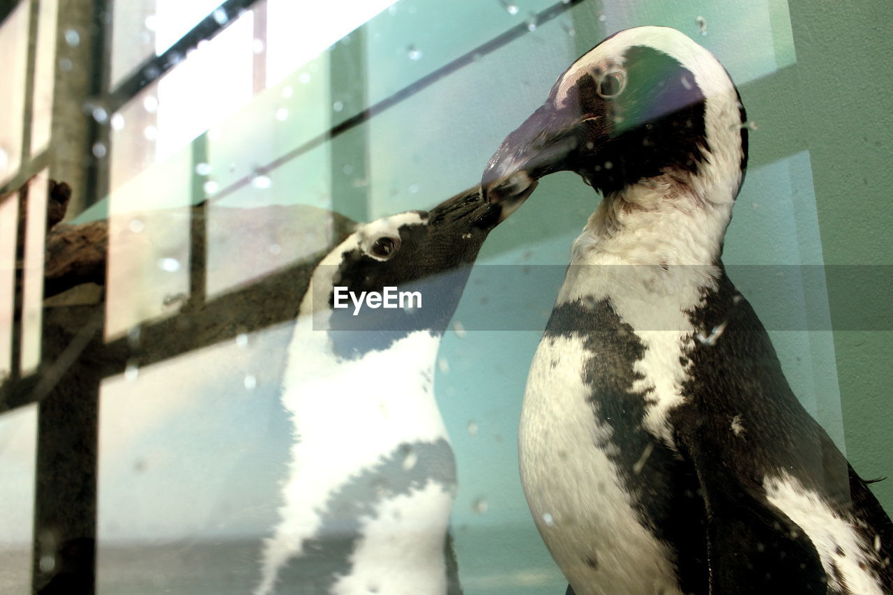 Close-up of penguins seen through glass window