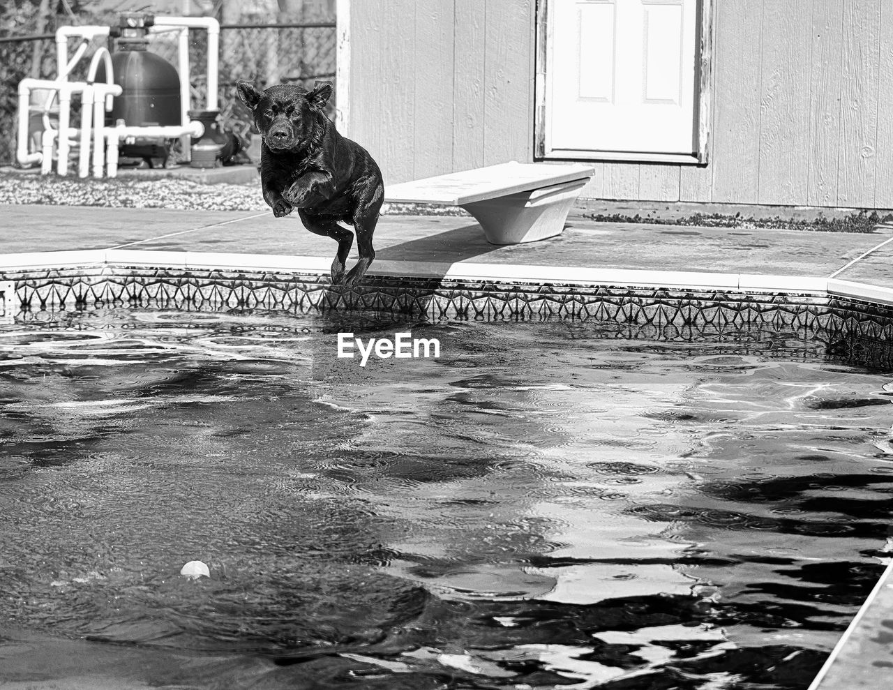Dog jumping into pool