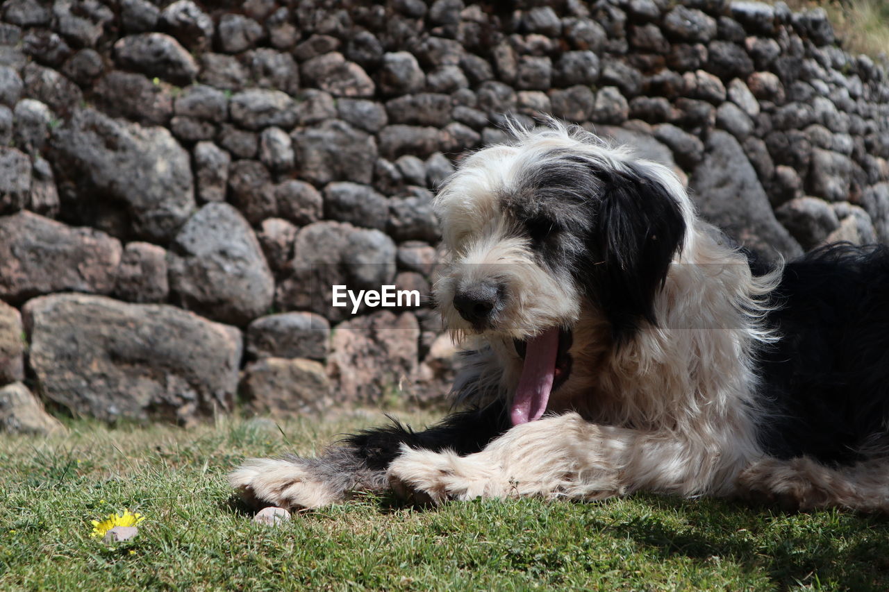 Dog lying down on field