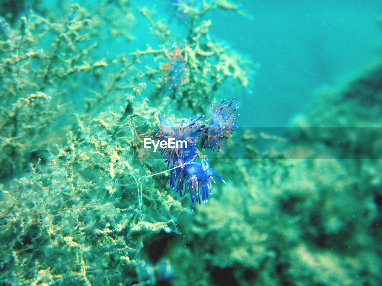 CLOSE-UP OF FISH SWIMMING UNDERWATER