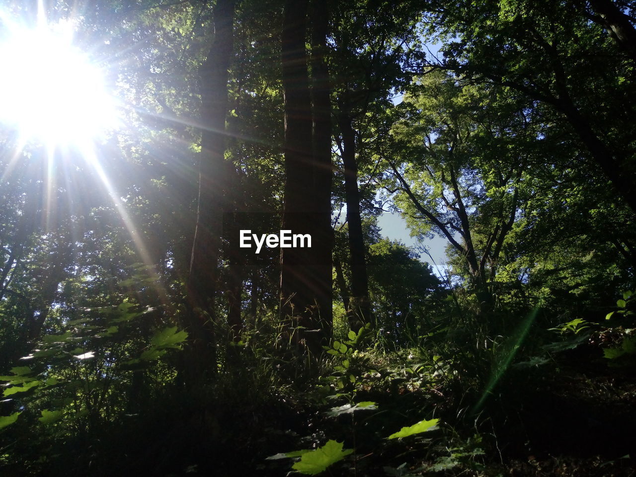 SUN SHINING THROUGH TREE IN FOREST