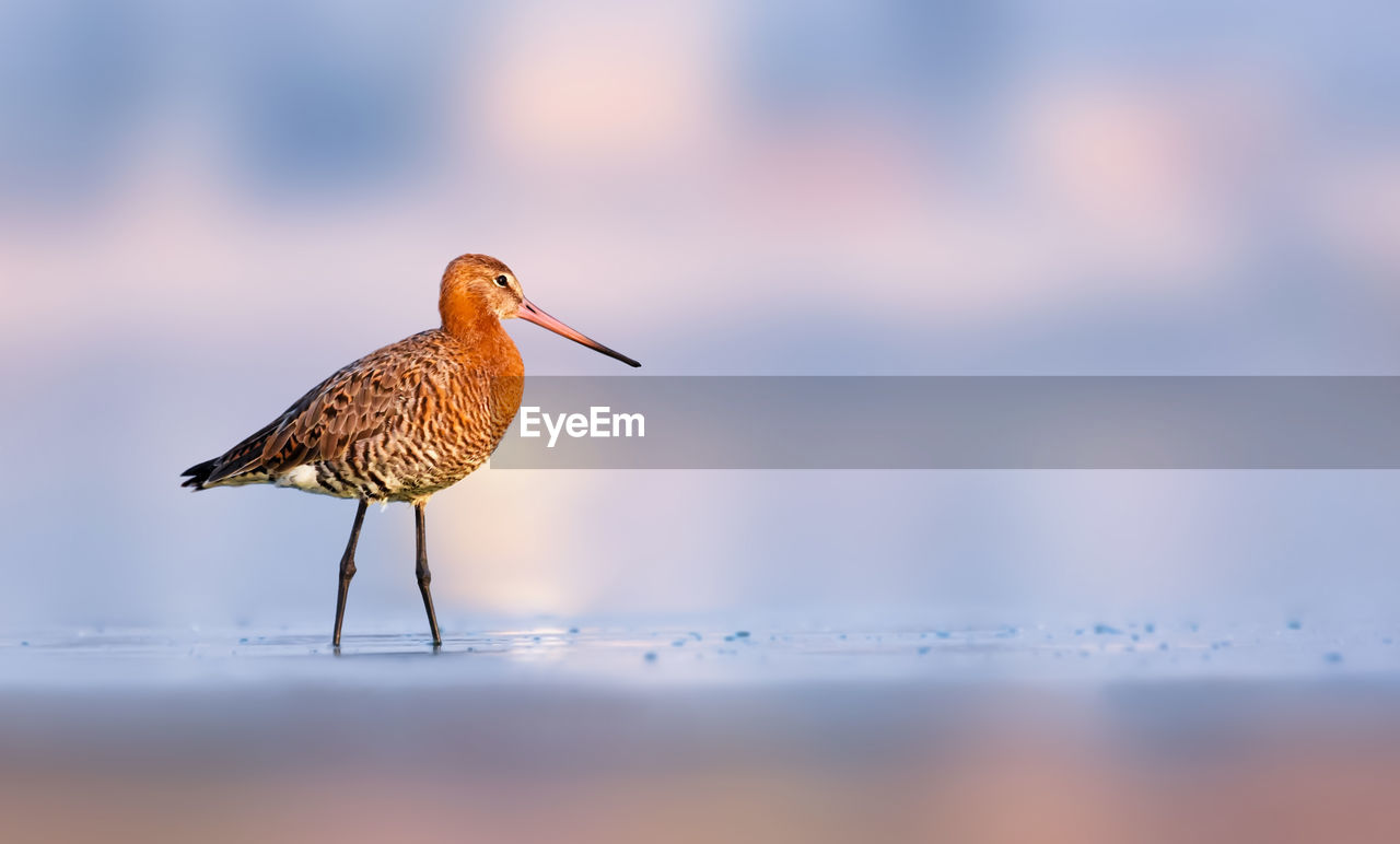 VIEW OF BIRD PERCHING ON BEACH