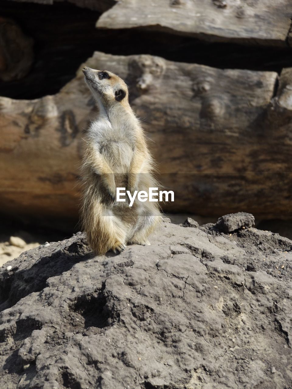 Close-up of meerkat on top of concrete in zoo