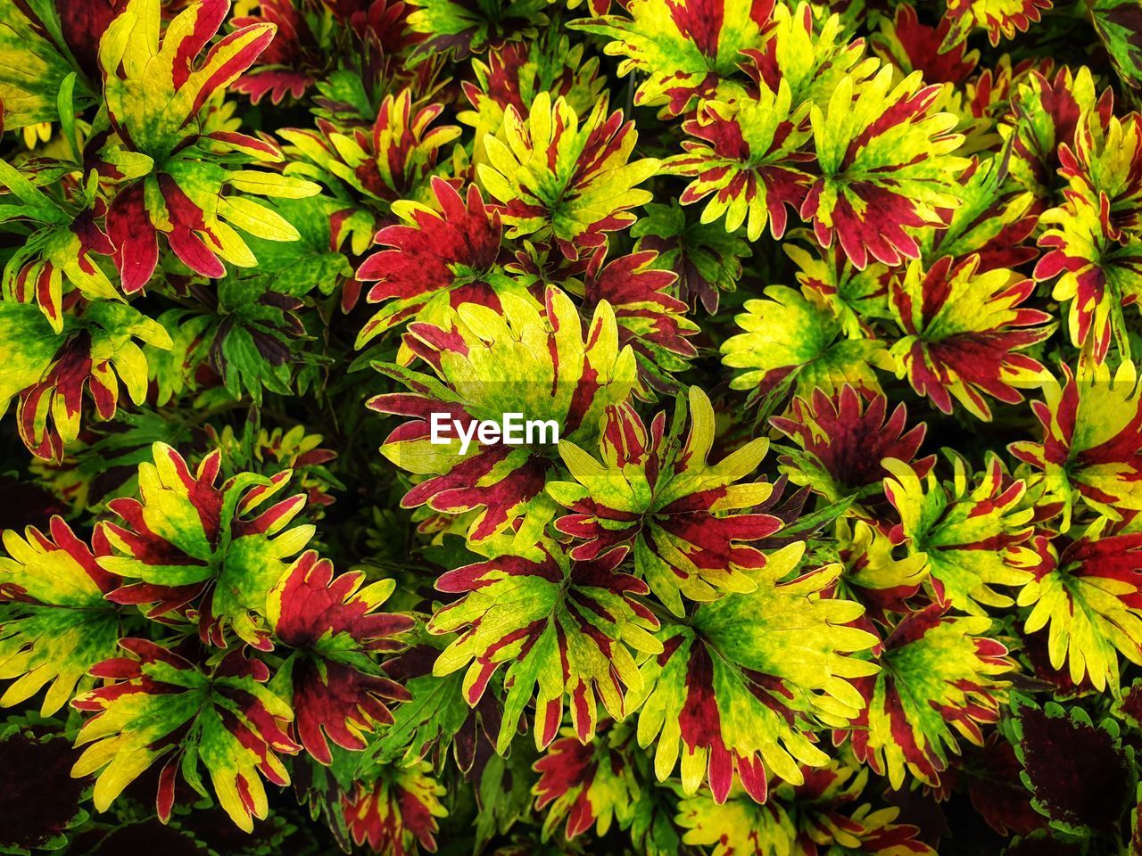 HIGH ANGLE VIEW OF RED FLOWERING PLANT