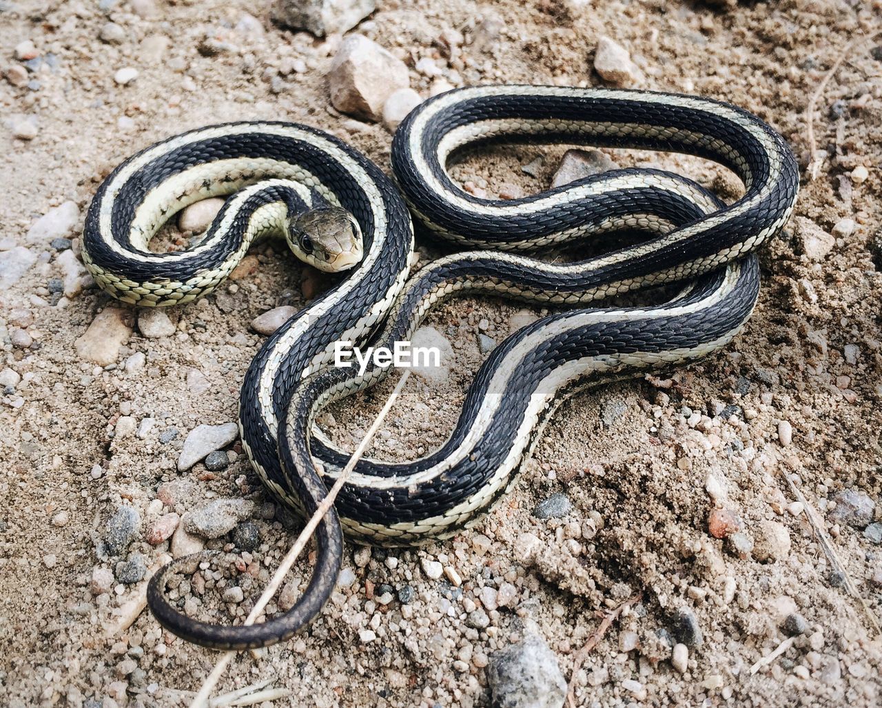 High angle view of garter snake on field