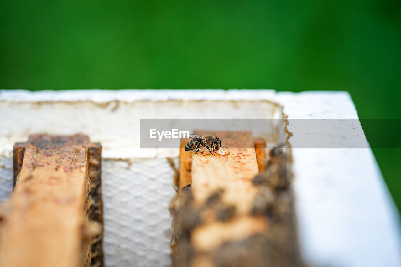 CLOSE-UP OF BEE