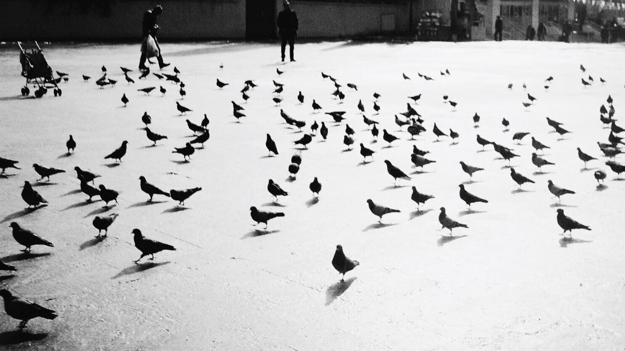 FLOCK OF BIRDS IN PARK