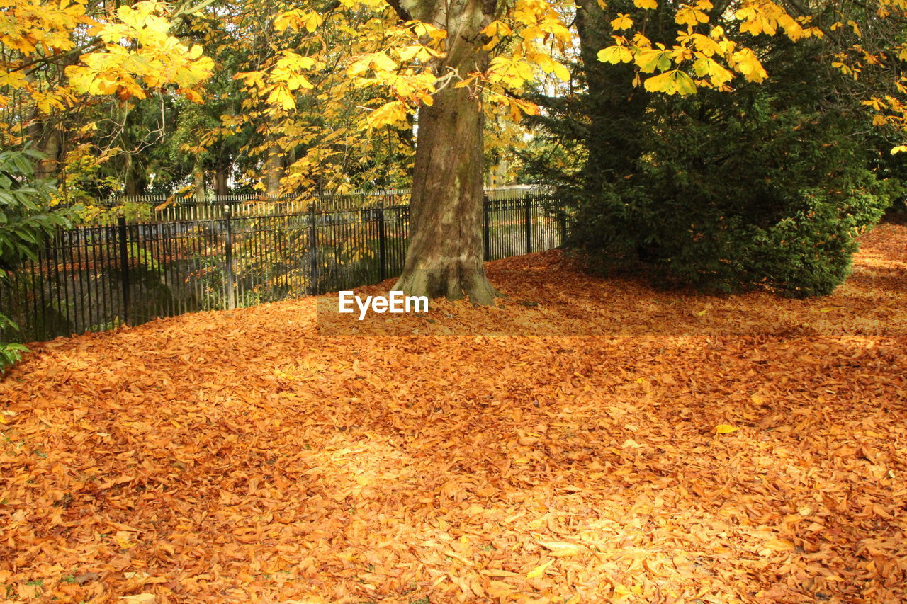 Trees surrounded by fallen leaves during autumn