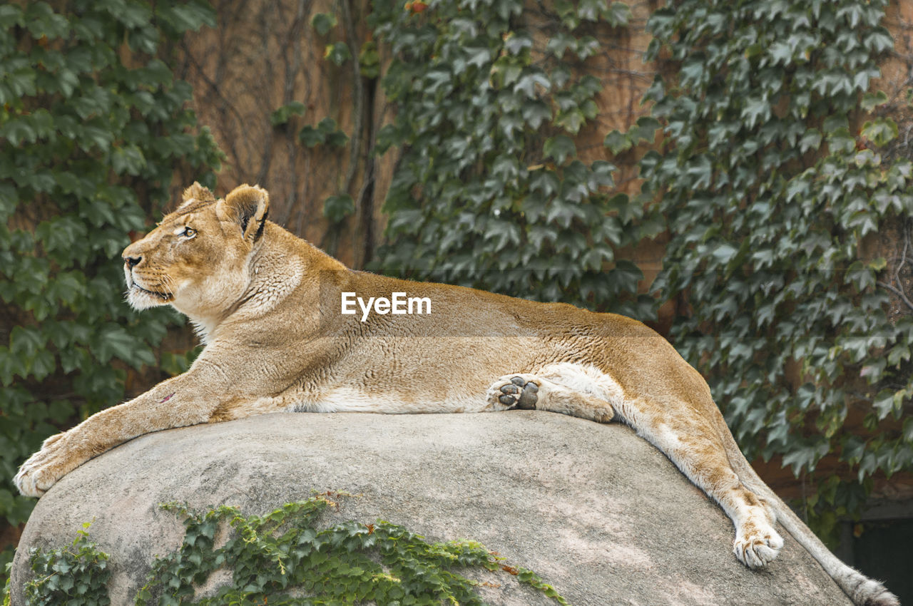 Lioness  on rock