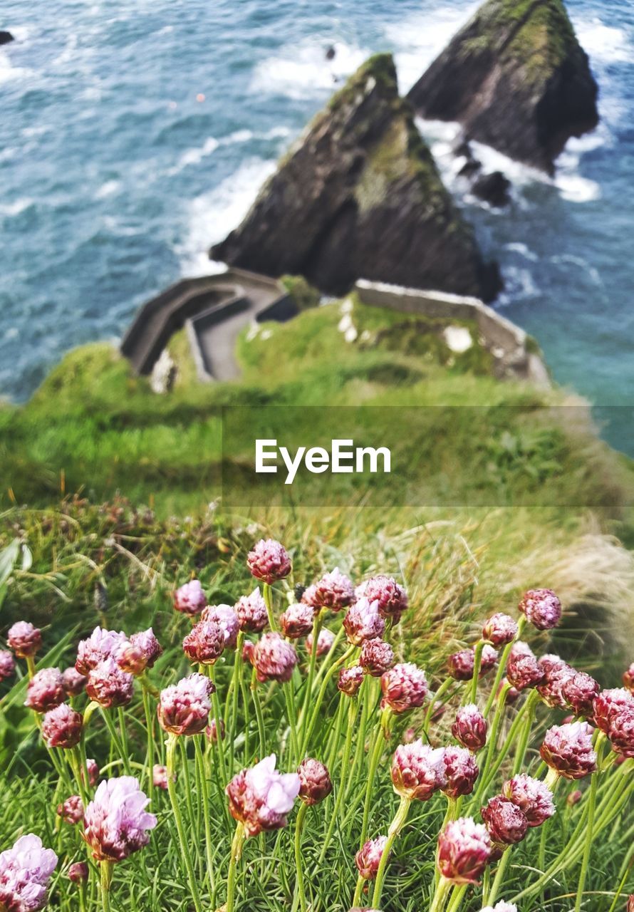 Close-up of flowering plants by sea