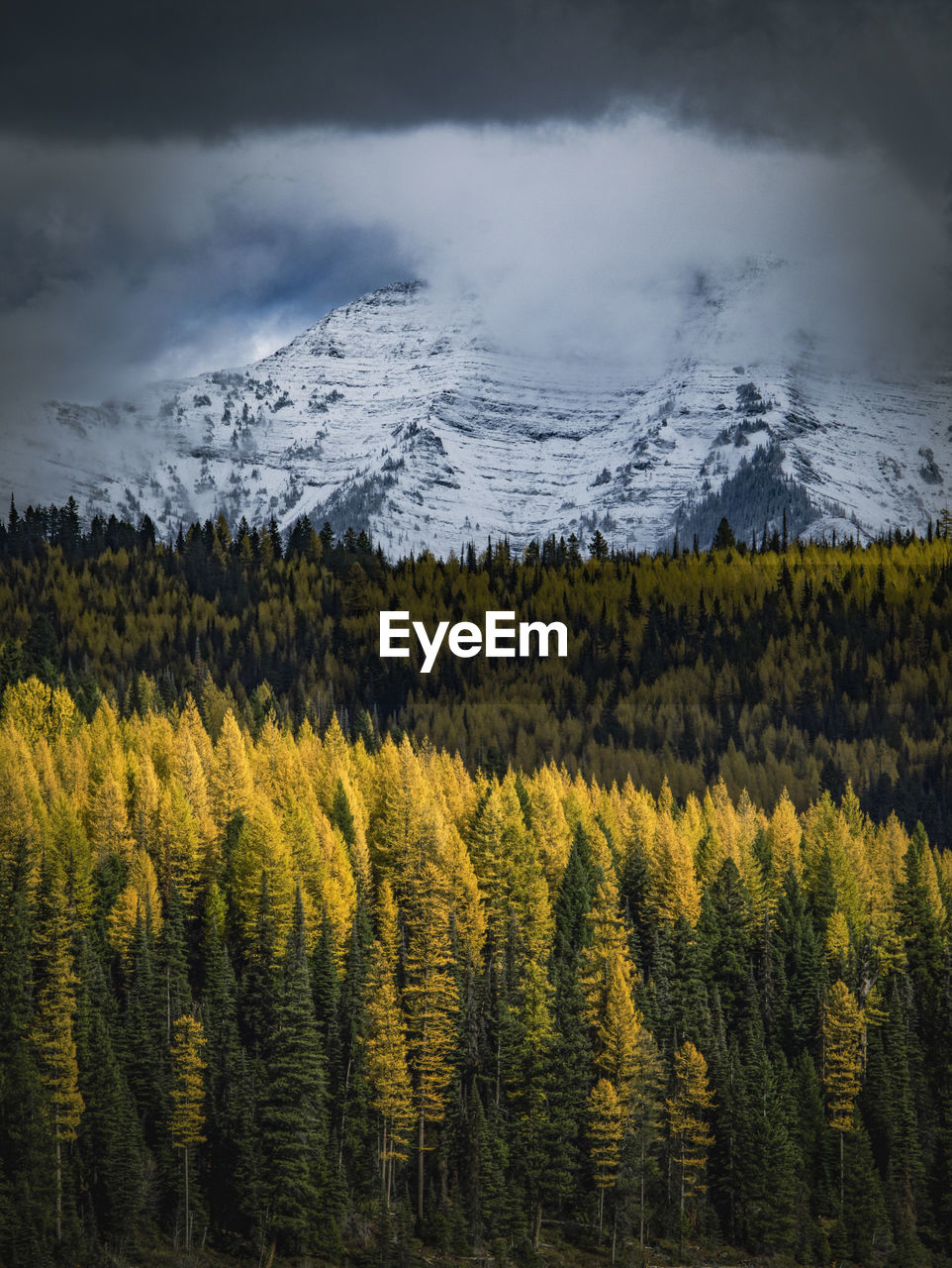 Scenic view of larch trees against moody mountain range