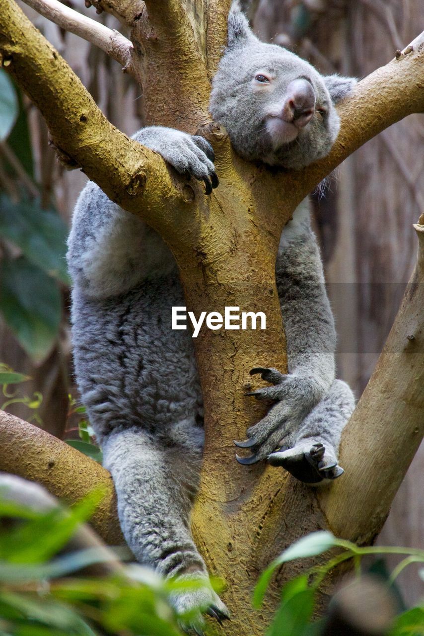 Low angle view of koala resting on tree at zoo