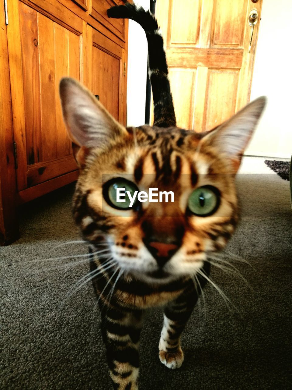 CLOSE-UP PORTRAIT OF CAT ON INDOORS