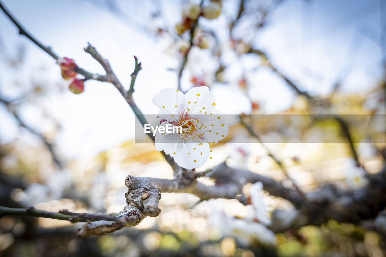 Close-up of cherry blossoms on branch