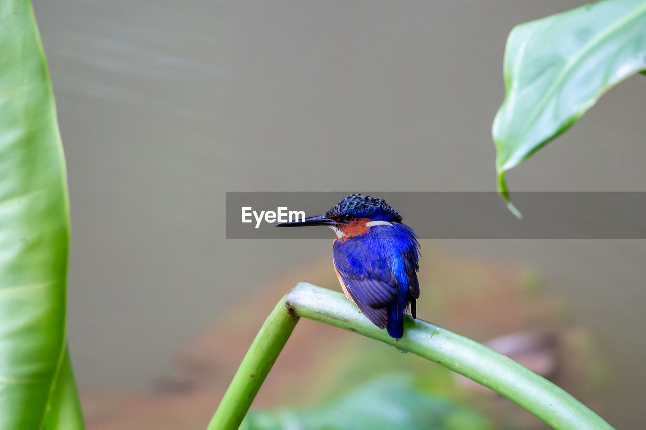 Malagasy kingfisher, corythornis vintsioides, madagascar