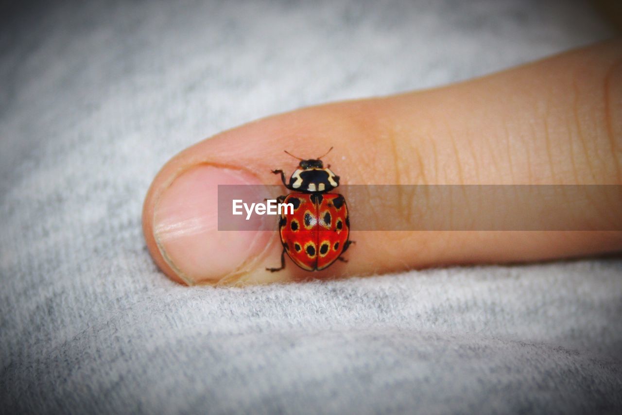 Close-up of person hand holding ladybug