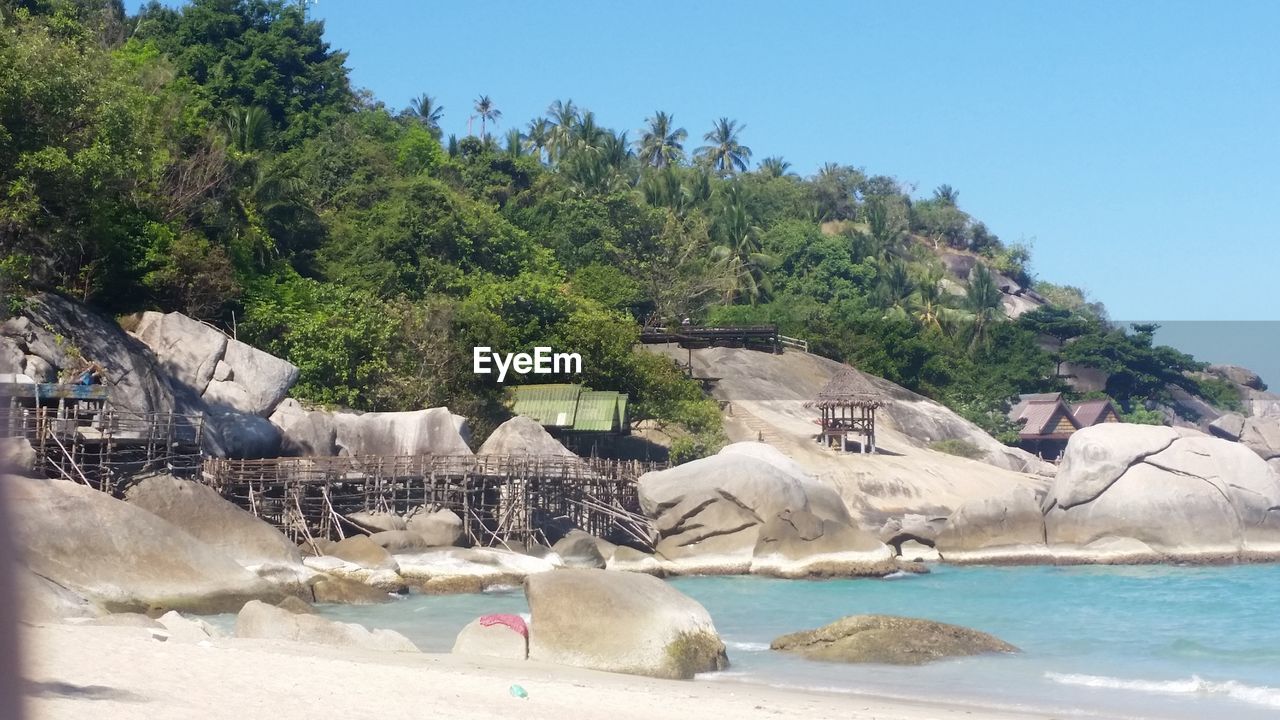 Trees growing at ko pha ngan island