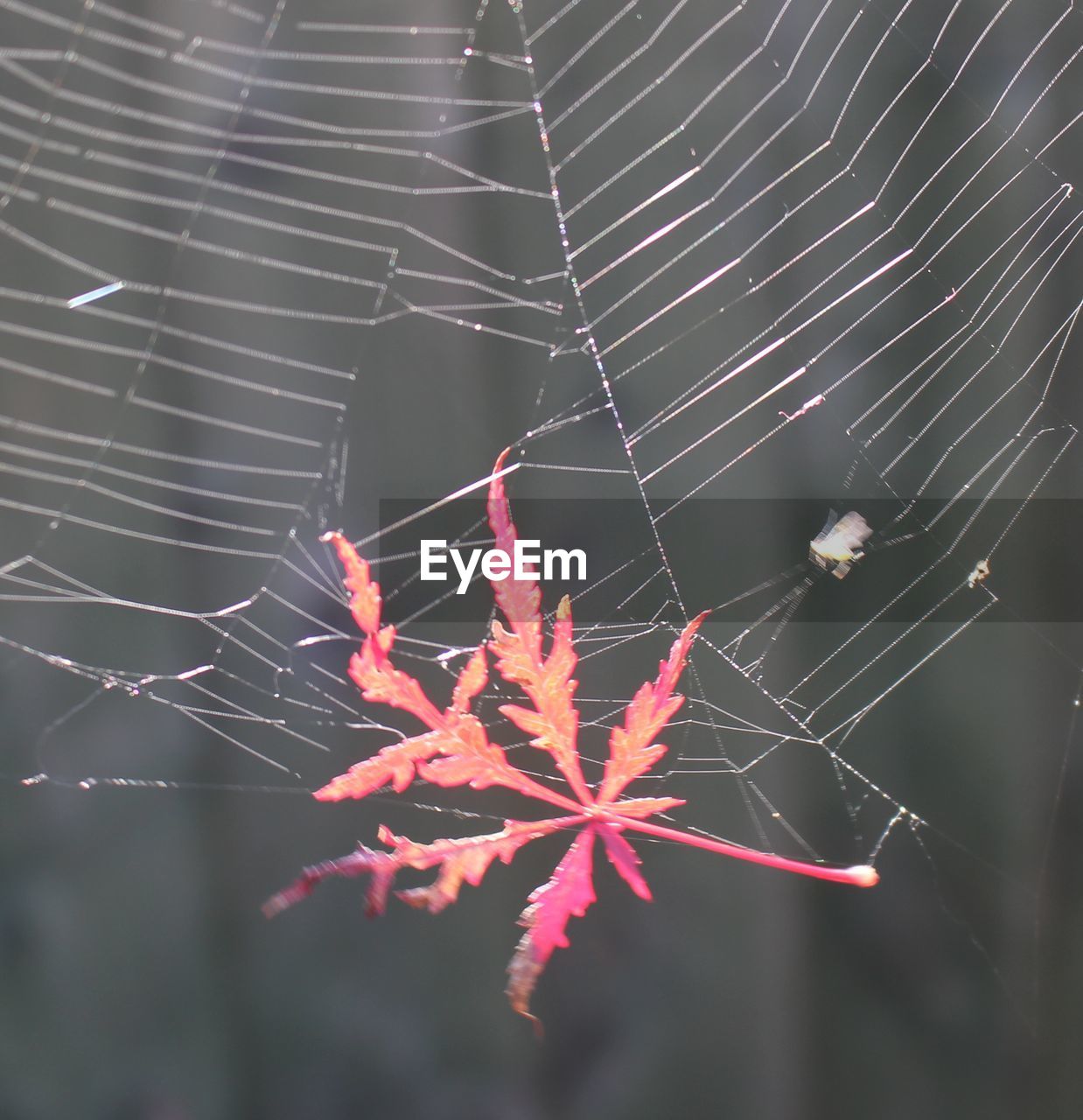 Close-up of autumn leaf trapped in spider web