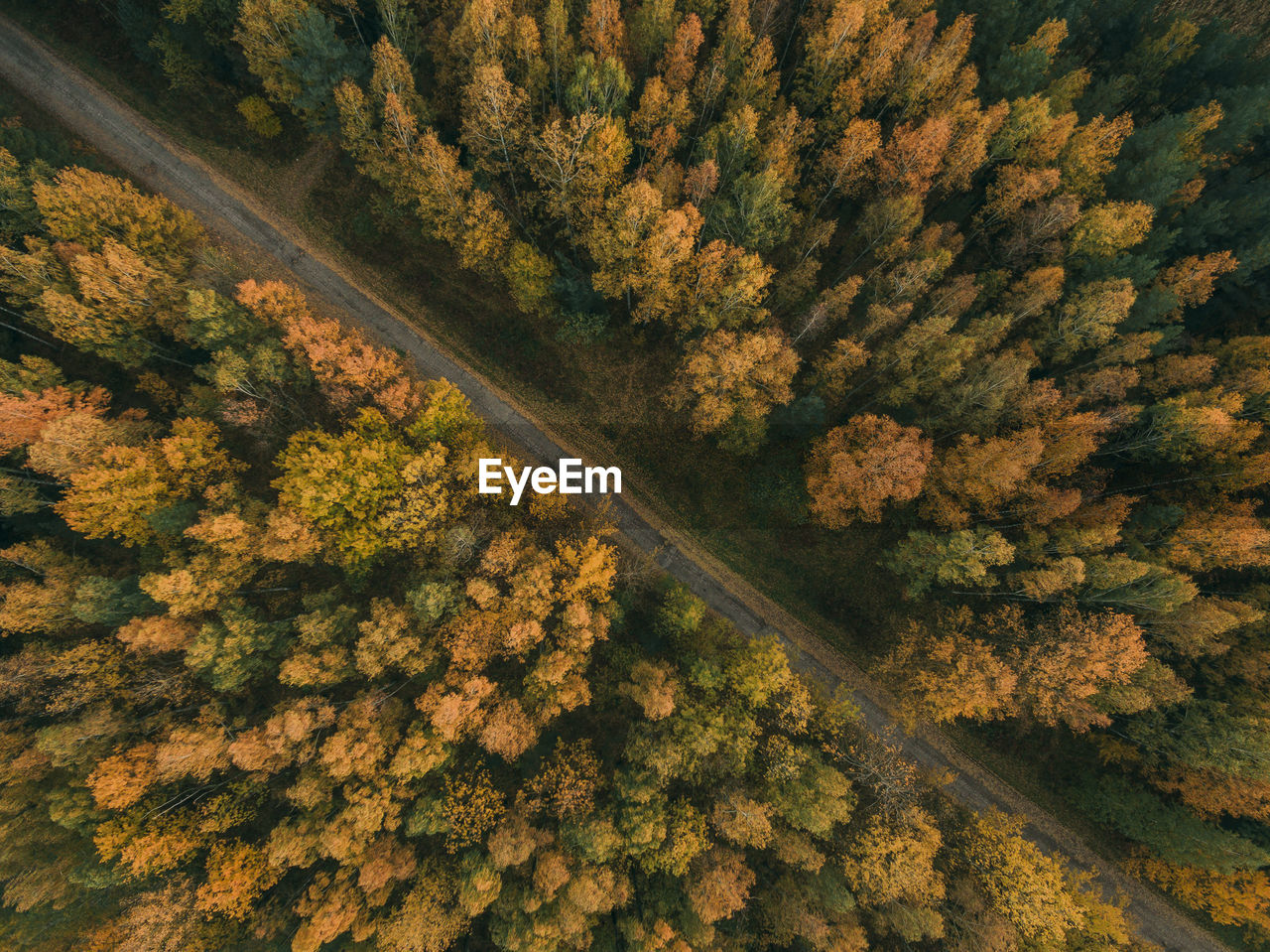 High angle view of trees on road