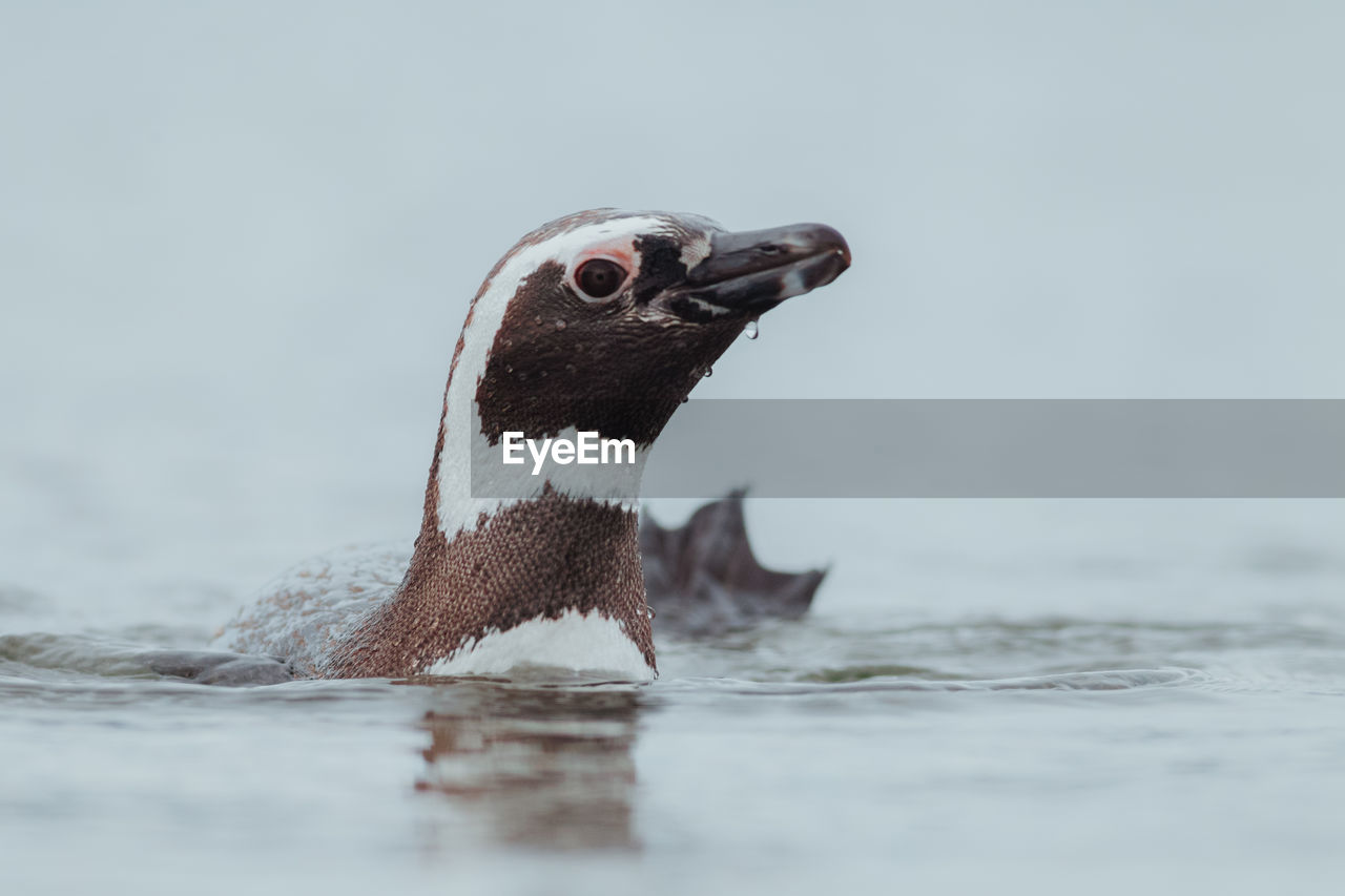 Close-up of penguin swimming in sea