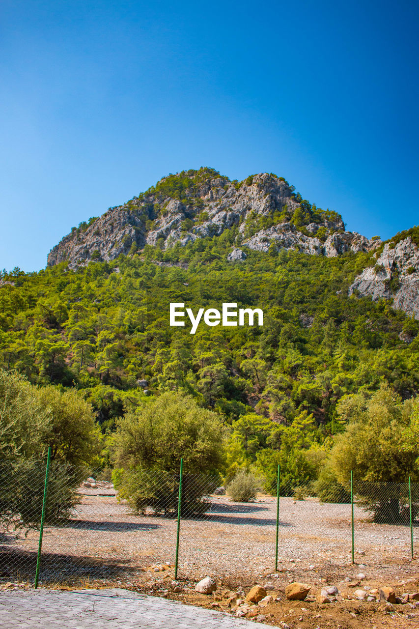 Scenic view of trees against clear blue sky