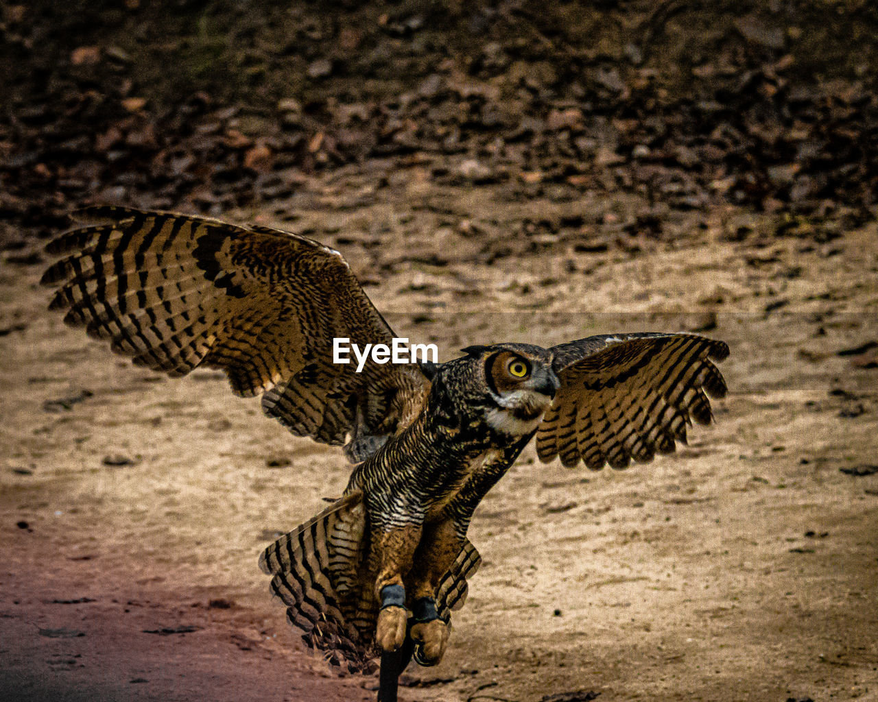 Close-up of eagle owl landing at beach