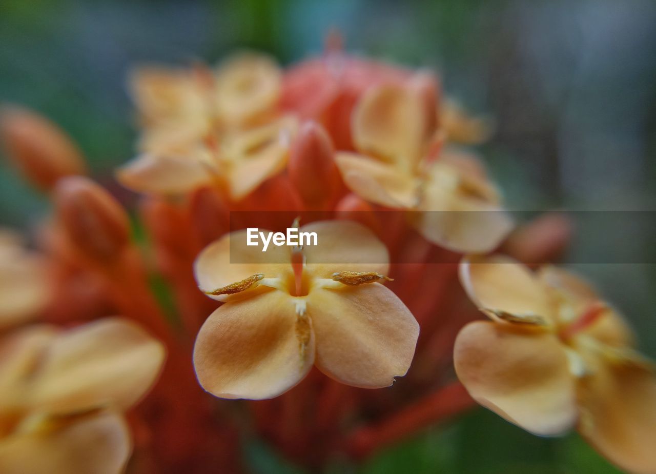 Close-up of flowers blooming outdoors