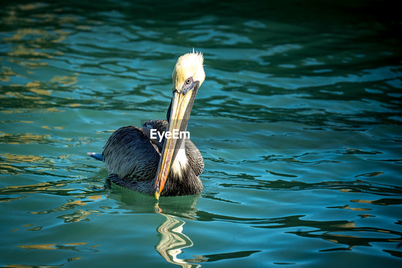 close-up of bird in lake