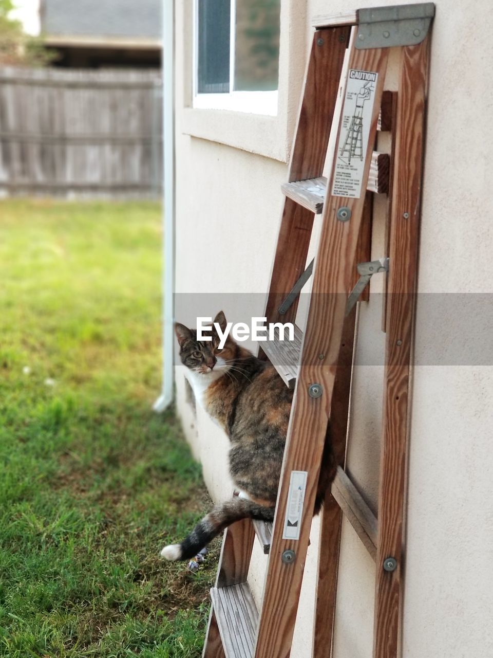 Portrait of cat sitting on wooden ladder 