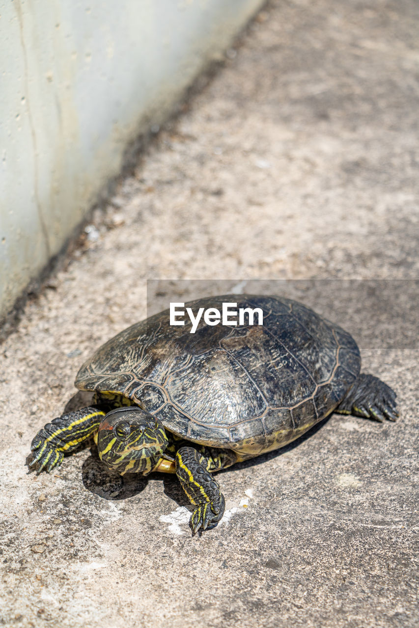 animal themes, animal, animal wildlife, turtle, wildlife, one animal, reptile, tortoise, shell, nature, no people, animal shell, sea turtle, day, high angle view, outdoors, close-up, tortoise shell, full length, land