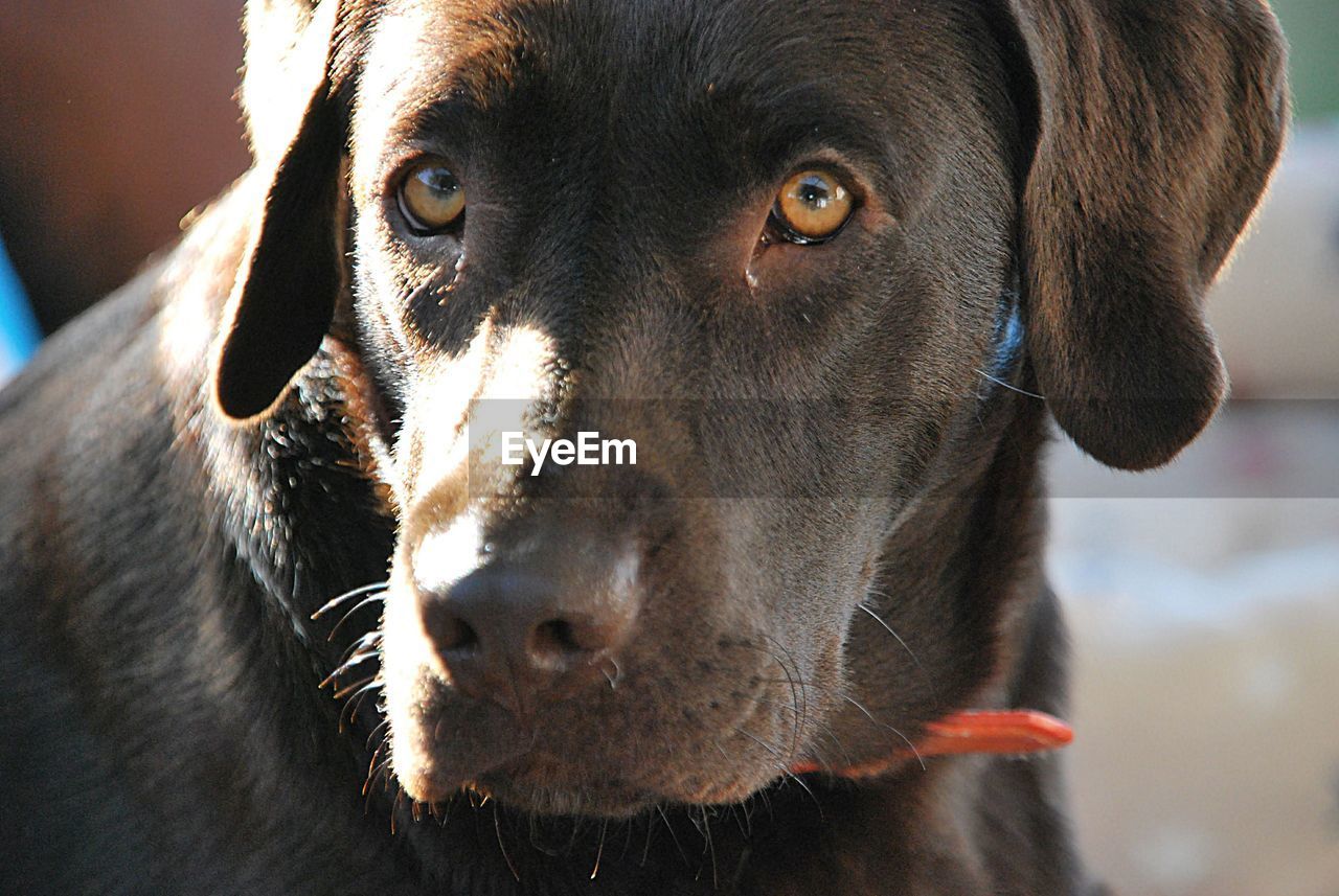 Close-up portrait of a dog