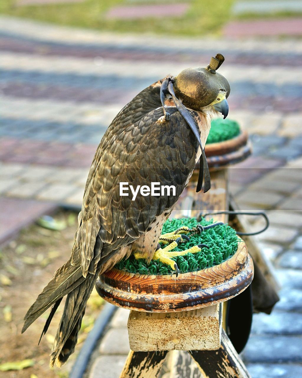 High angle view of hooded hawk perching railing at cobbled street