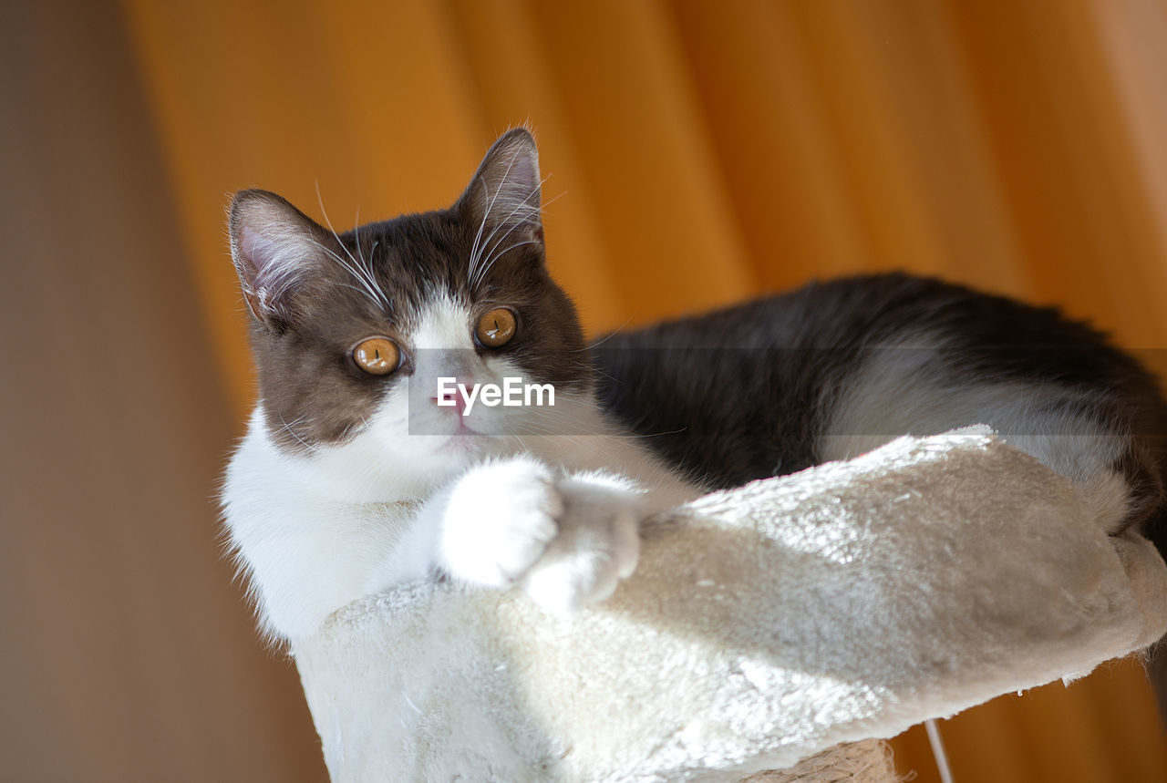 Close-up portrait of beautiful british shorthair cat