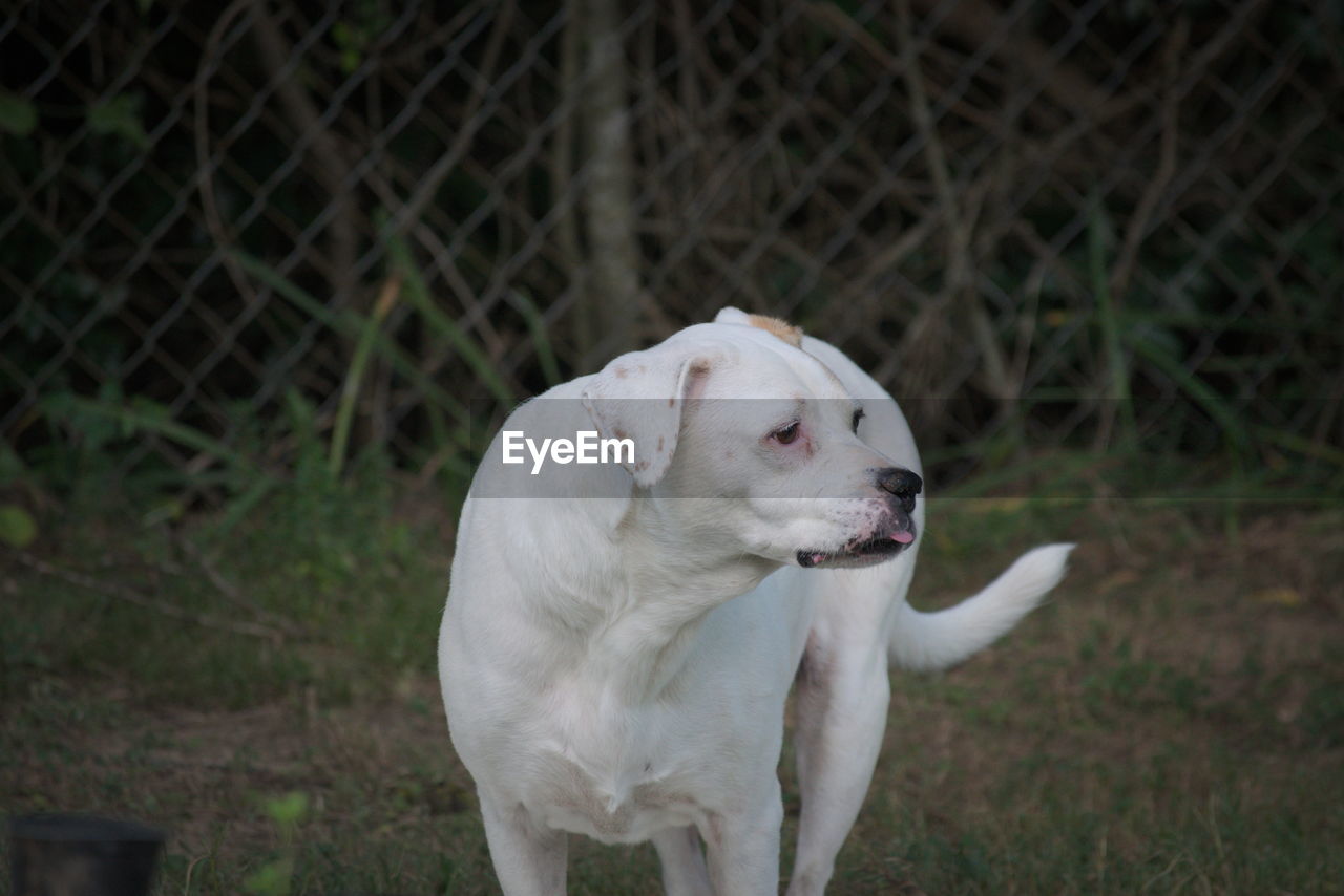 Pit bull terrier standing on field