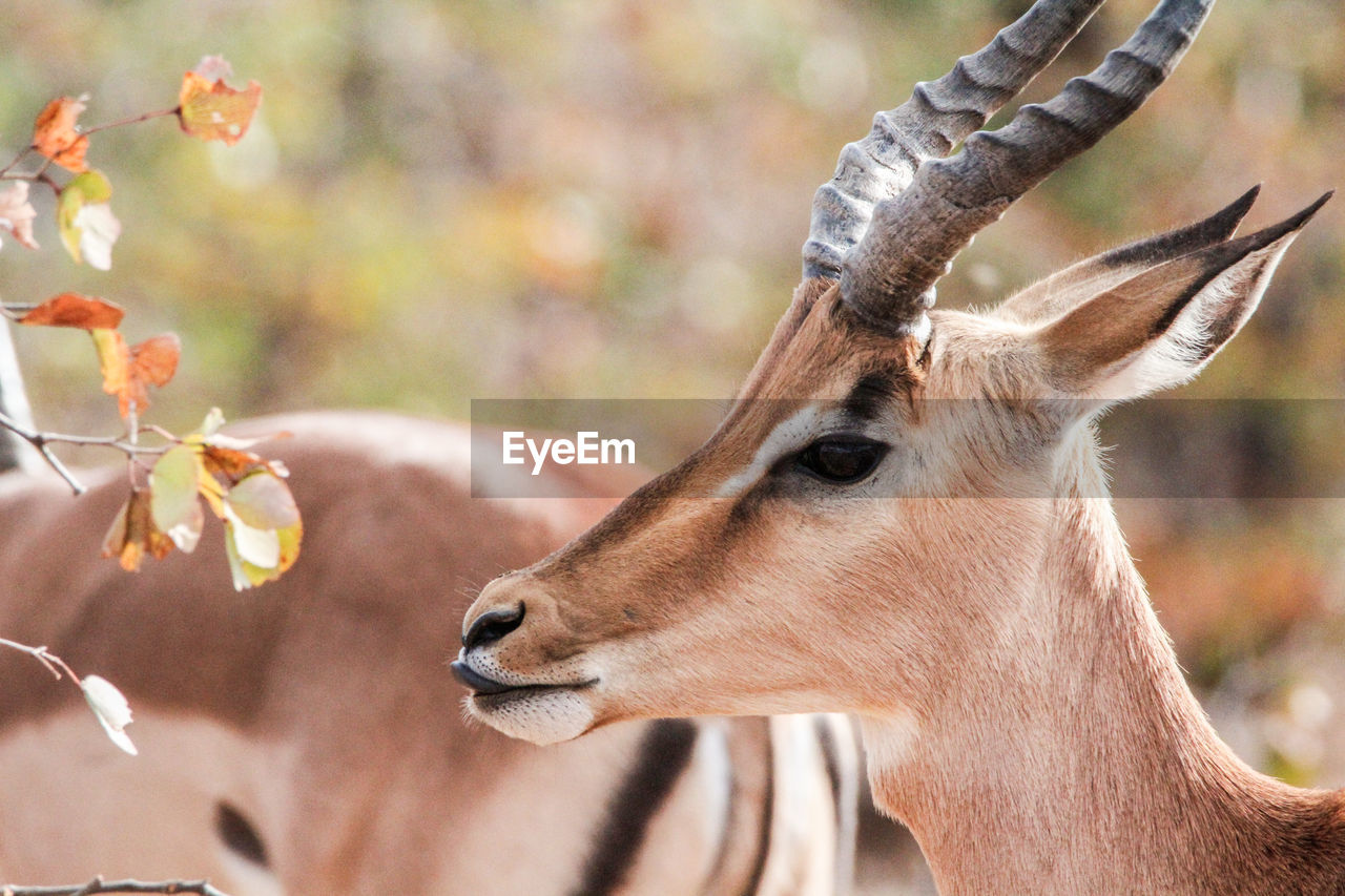 CLOSE-UP OF DEER ON STEM