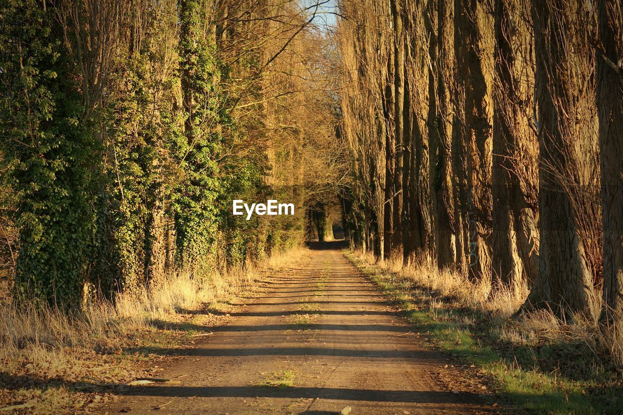 View of trees in forest