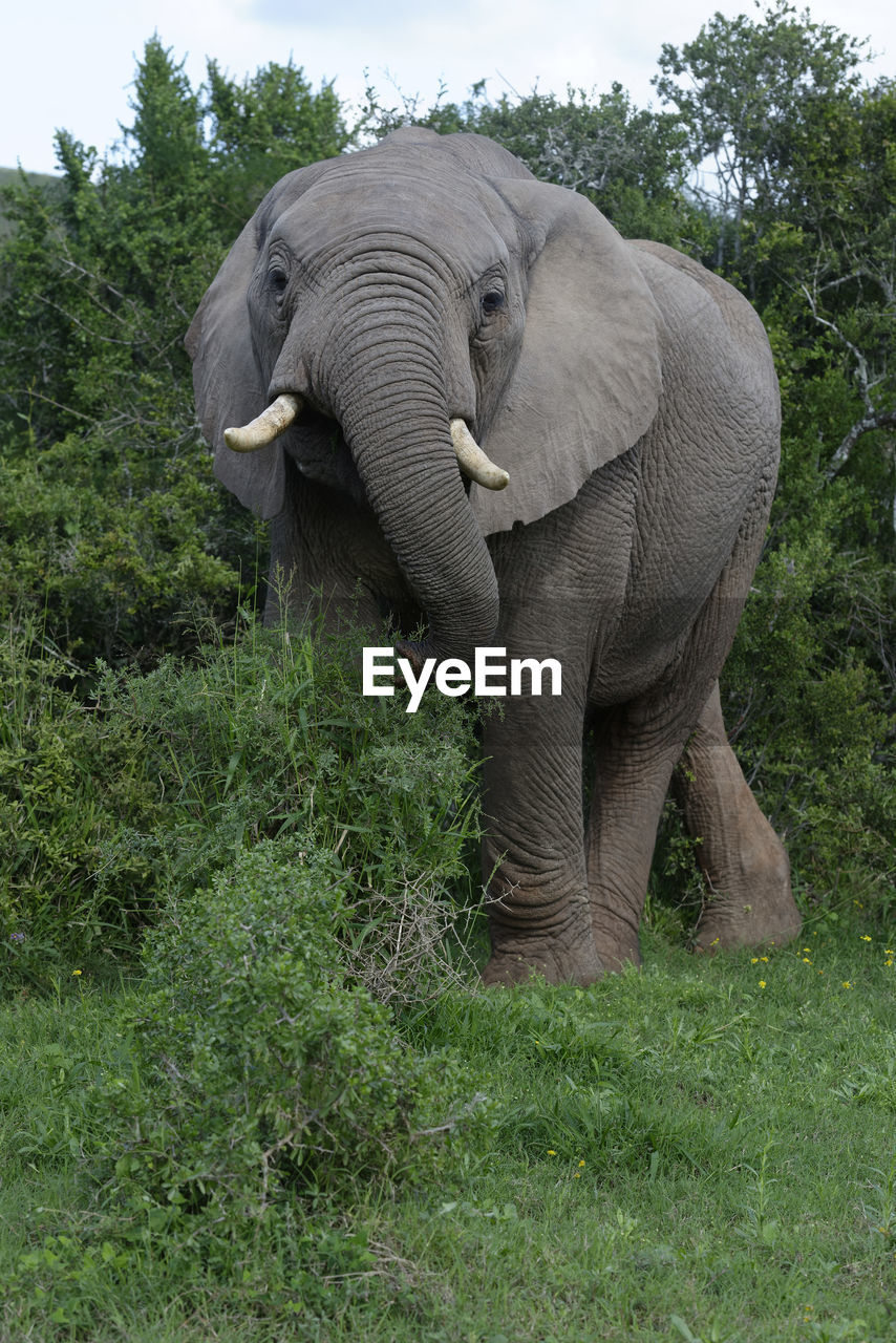 Elephant standing on grassy field