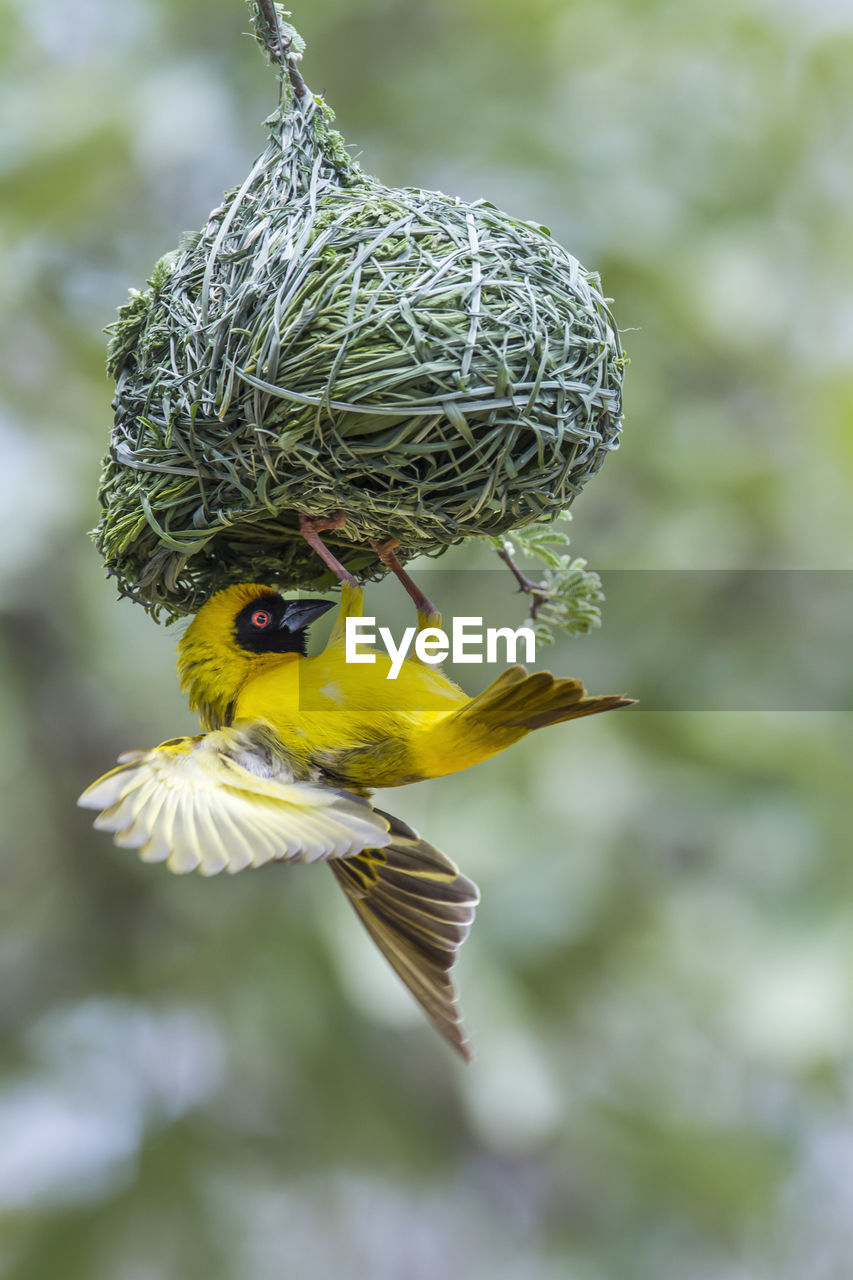 Close-up of bird on nest