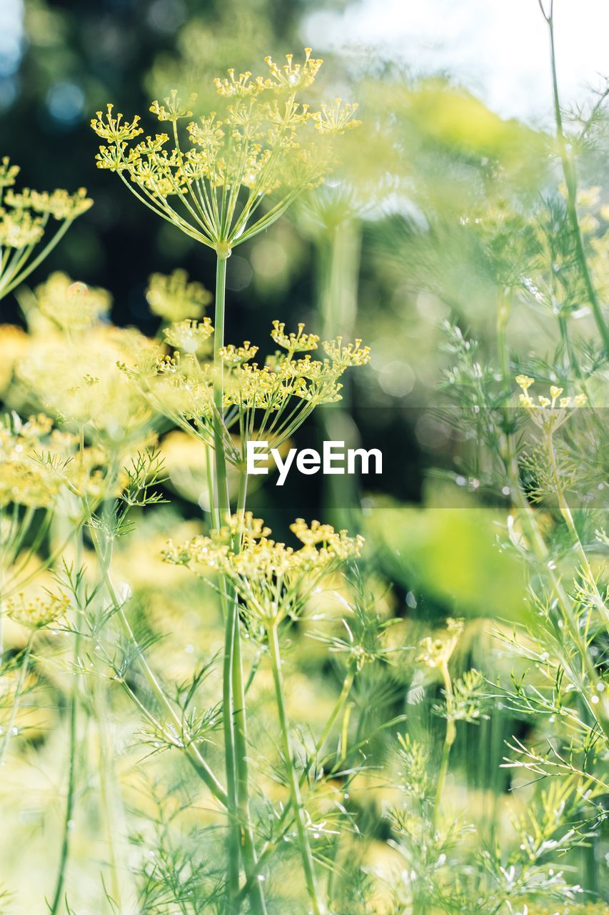 CLOSE-UP OF FLOWERING PLANTS ON LAND