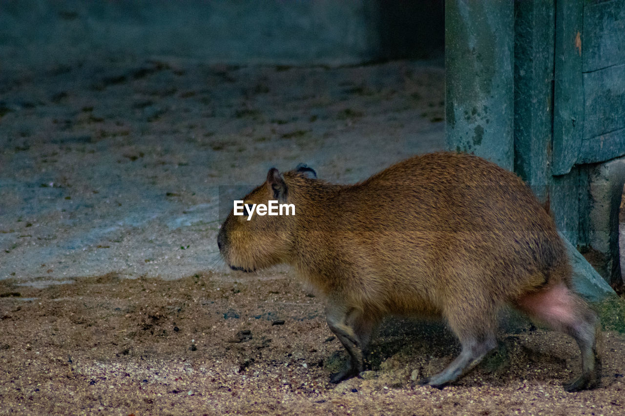 animal, animal themes, animal wildlife, mammal, one animal, wildlife, rodent, whiskers, no people, nature, outdoors, side view