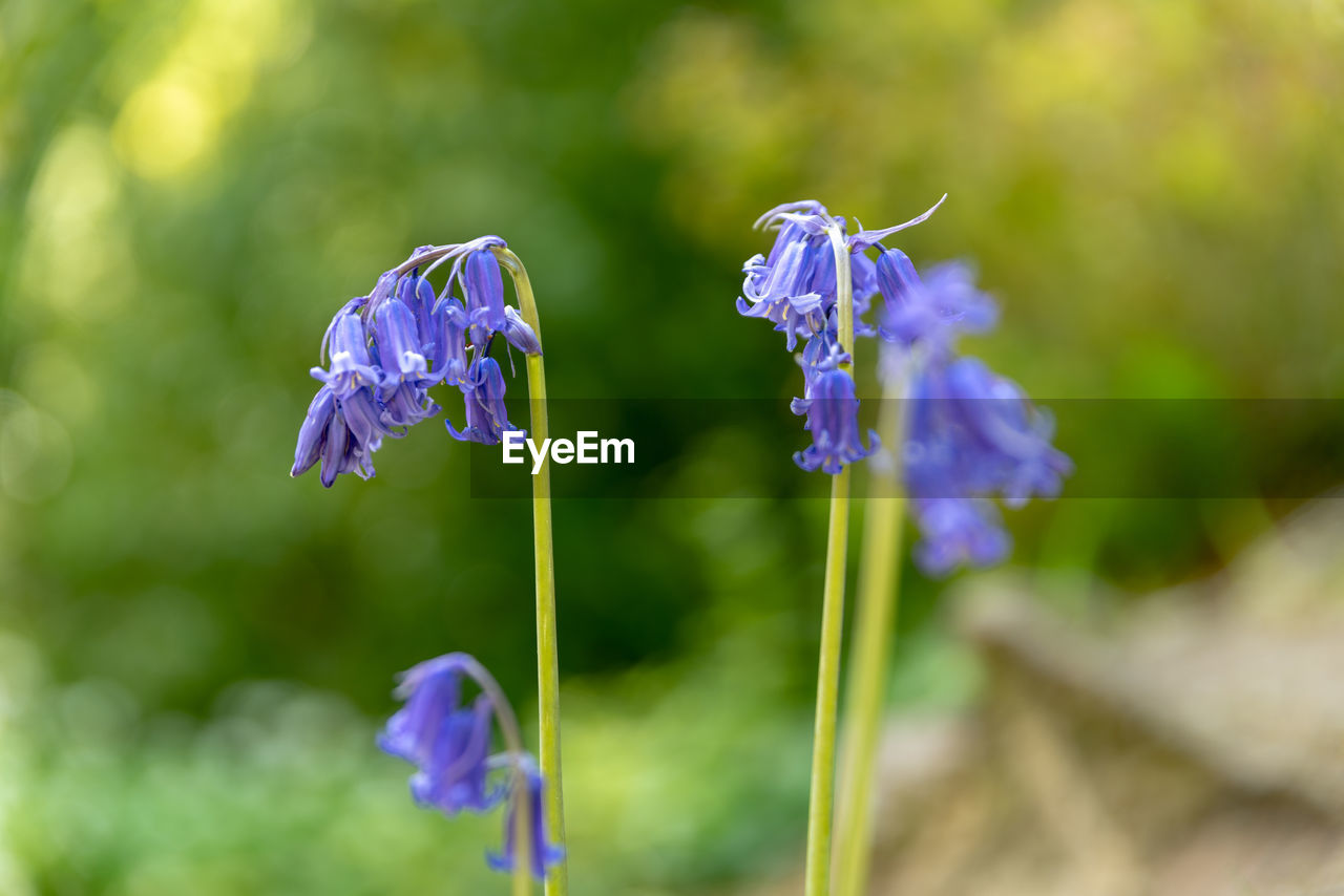 CLOSE-UP OF PURPLE LAVENDER FLOWERS