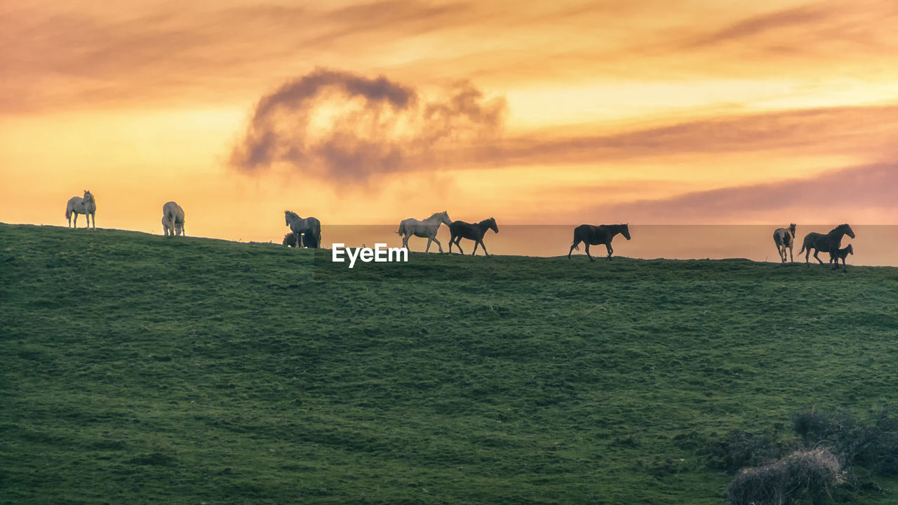 Herd of horses at idyllic sunset on the mountain ridge