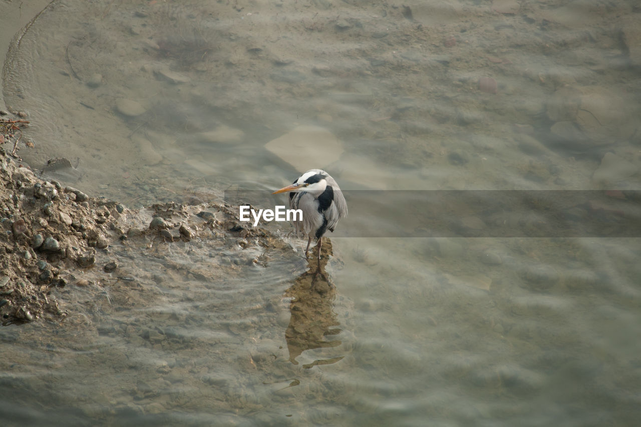 Heron in lake